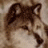 kind_wolf
