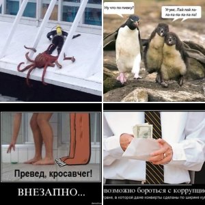Приколы
