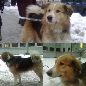 Песик