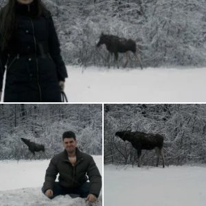 Лось на Мкаде 2,1,2011