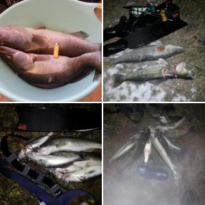 рып