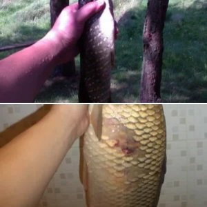 Разное :-)