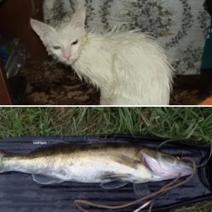 Всё подряд