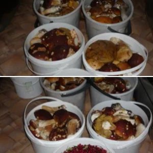 грибки