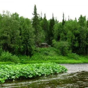 Старые, охотничьи избы.