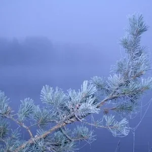 ЗИМА