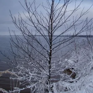 десногорск