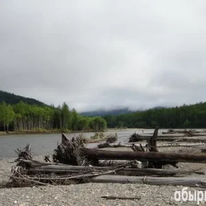 р. Чикой дров много!