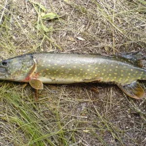 [No title]