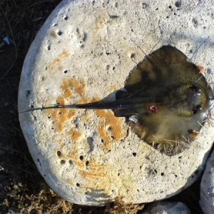 Морской улов