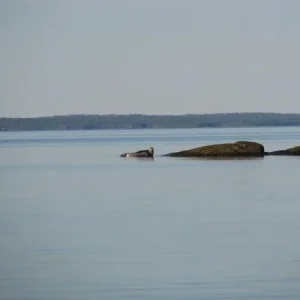 IMG 0428