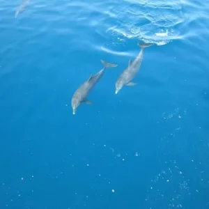 дельфины в Красном море