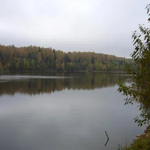 Карьер. Затопленный лес