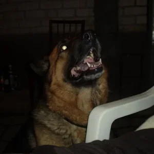 Дана
