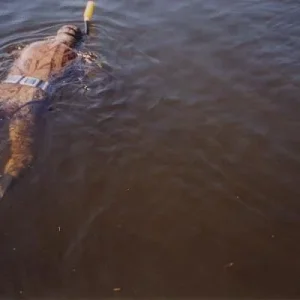 В полёте над гнездом Сазана