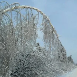 ледяной дождь в Шатуре (10)