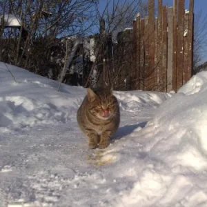 кот ест чипсы.