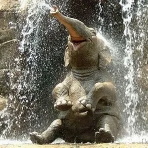 1273066268 animal 25