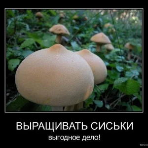 1283159213 dscfdx