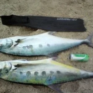 Queenfish 7 и 8,5 кг