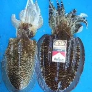 Парочка