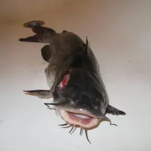 [No title]