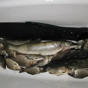 [No title]