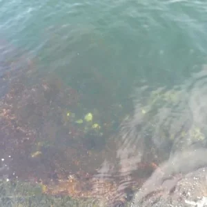 вид на воду со смотровой площадки  для людей на инвалидных колясках