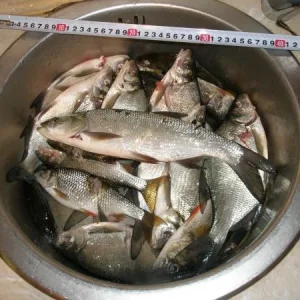 улов