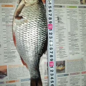 29.5 см.