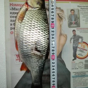 35см.