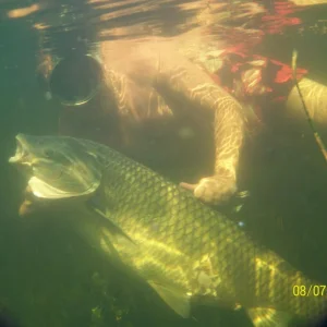 100 3935