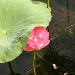 IMG 0538