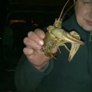 Палыч и зверь