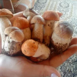 Грибочки...