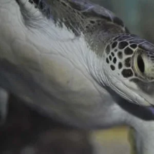 [No title]