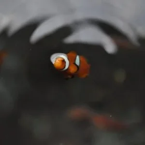 Нэмо