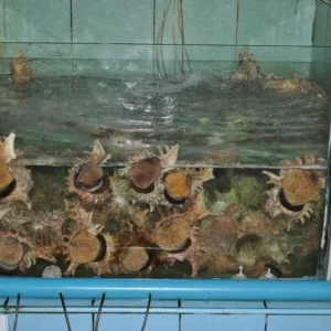 ракушечки