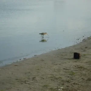 подвох