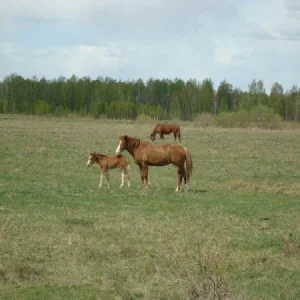 лошади