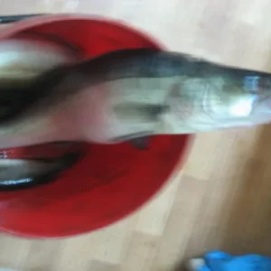 IMG 2699