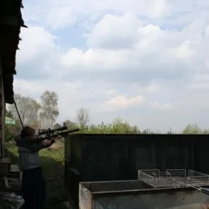 писец вороне