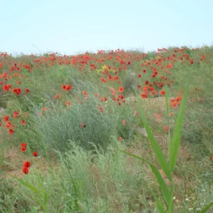 DSC02077