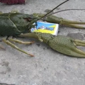Рак-монстр
