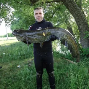 Сом 12кг.