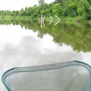 "Пчельник"