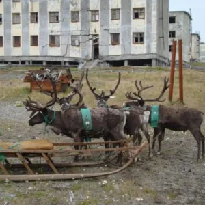 местная тройка