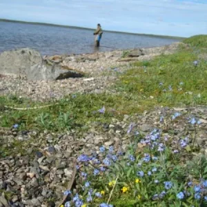 На берегу Карского моря