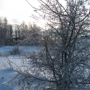 Мороз