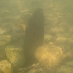 Водяной наглядно продемонстрировал, на что здесь можно надеяться